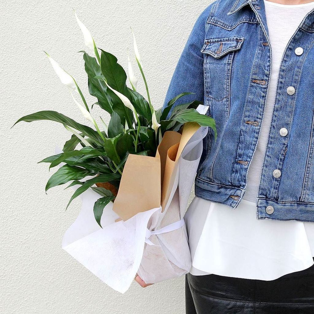 Peace Lilies are the perfect indoor plant and a gift that just keeps on giving. ift.tt/2jiVnQQ