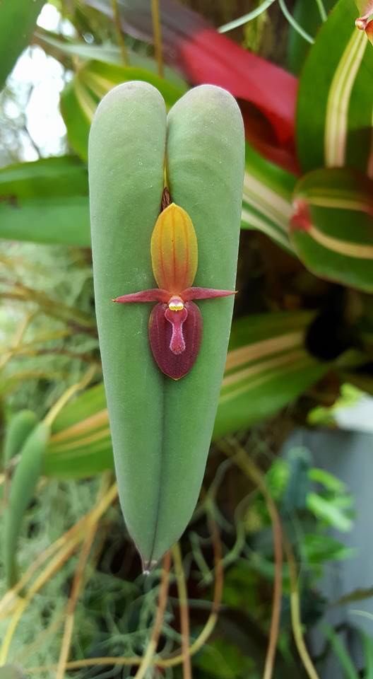 uffelenjohn's tweet photo. Is this not one of the greatest flowers You have ever seen https://t.co/GsJkJJvRuG