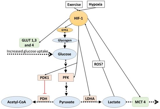 Biology_MDPI's tweet image. #Lactate #Regulates #Exercise-#Induced #Adaptations mdpi.com/2079-7737/5/4/… Altmetric score: 41
