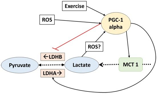 Biology_MDPI's tweet image. #Lactate #Regulates #Exercise-#Induced #Adaptations mdpi.com/2079-7737/5/4/… Altmetric score: 41