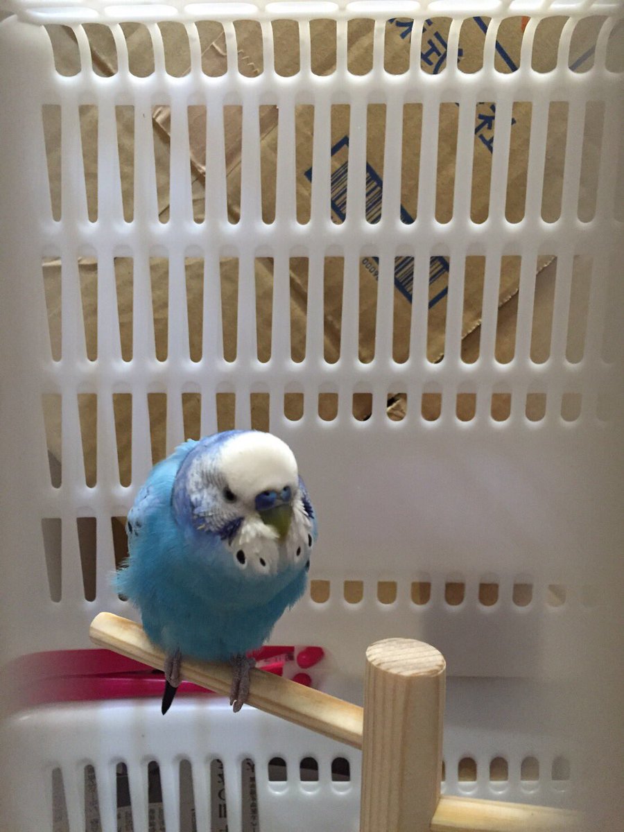 nelhouse's tweet photo. 【迷いインコ】
長崎市愛宕のララ、ダイソーさんで迷いセキセイインコを預かっているそうです。飼い主さん心配されてると思います、今日警察に届けられるそうです。心当たりのかたはいませんか？ https://t.co/jAtlY5bZsl