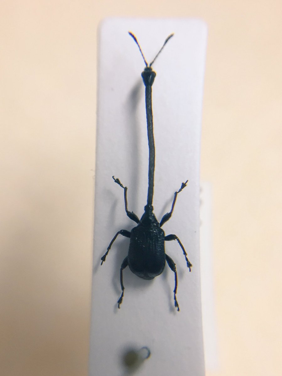 首がうねっているロクロクビオトシブミ Trachelismus cf. macrostylus