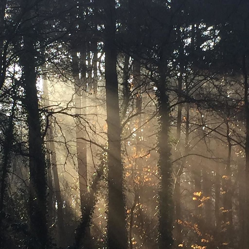 popoochportrait's tweet photo. When we go into the woods today ...... #popoochportraits #dog #dogs #dogwalk #woods #fores… https://t.co/vWxB8aTlLF https://t.co/ROoNB3u48U