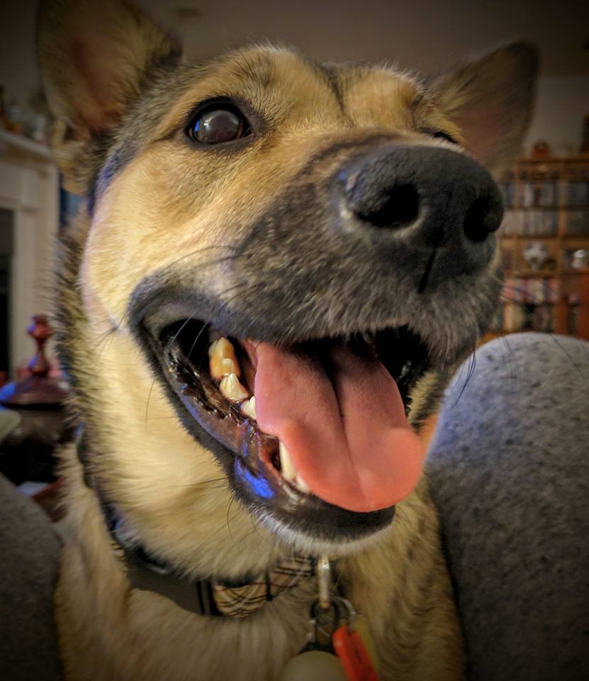 DogPhoriaATL's tweet photo. #TuesdaysTail #HappyDog #DogPhoriaATL https://t.co/CHPG9LYfYR
