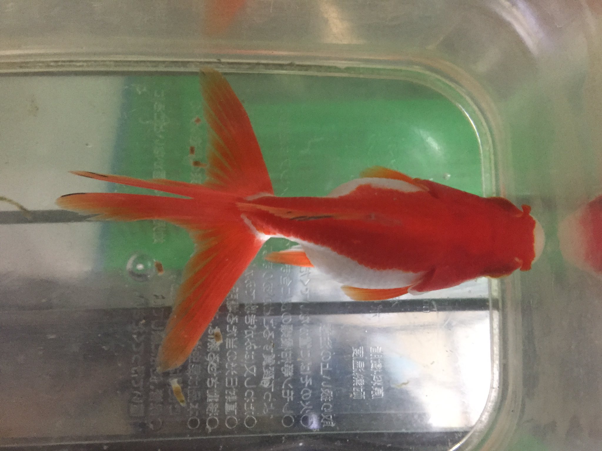 金魚 川魚 Kingyo214 Twitter