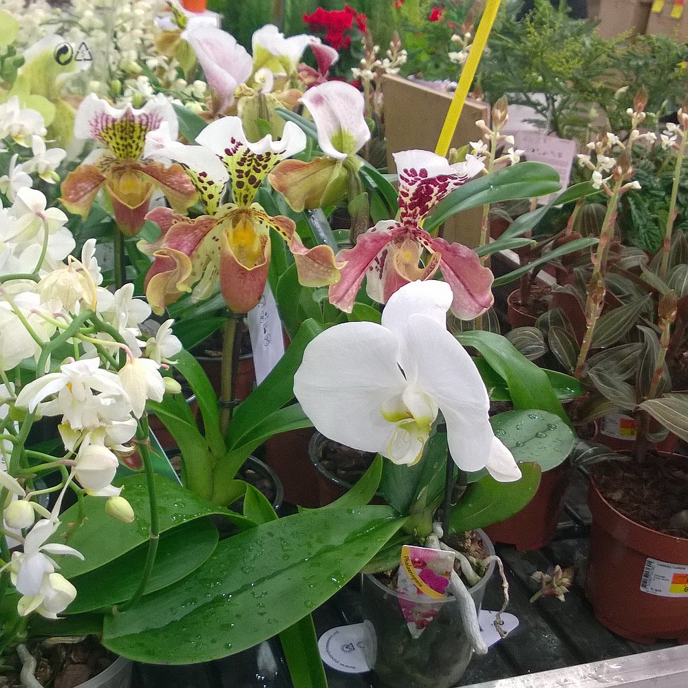 Par mistiskajiem vienzieda falenopšiem orchids.lv/forum/viewtopi…
