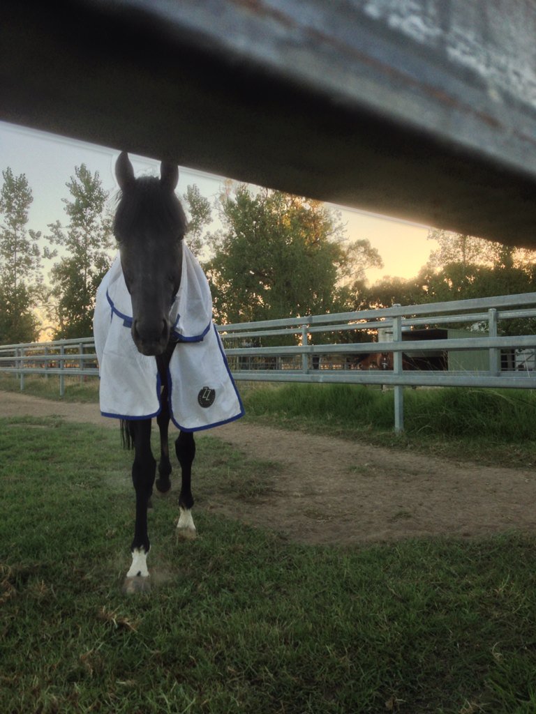 BorderBldstk's tweet photo. #Sunset @JinderaPark after a very hot day #IllustriousBlue https://t.co/dm2k8wH98M