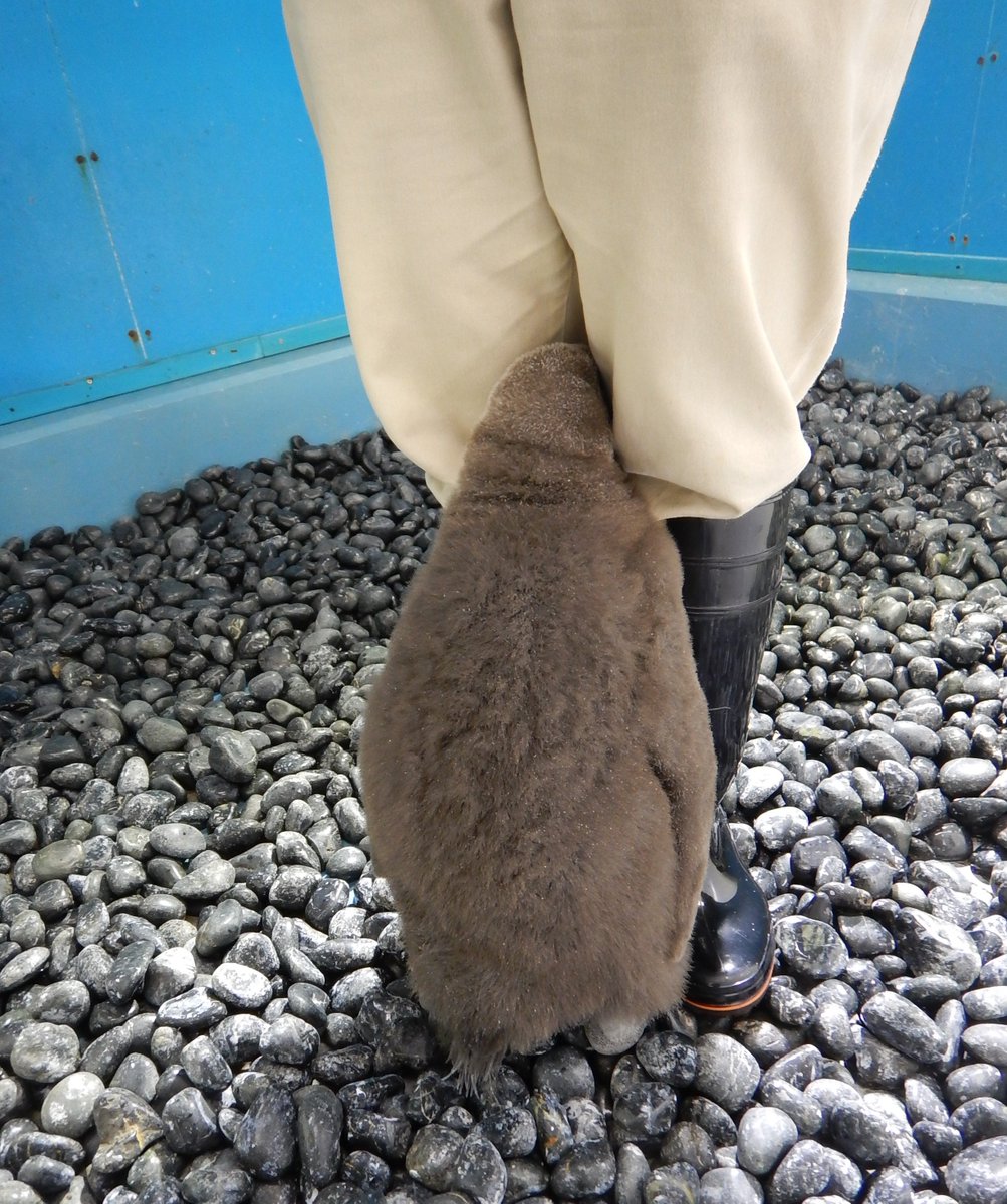 モフモフ変わらず あのペンギン赤ちゃん 海遊館デビュー モフモフ変わらず あのペンギン赤ちゃん 海遊館デビュー