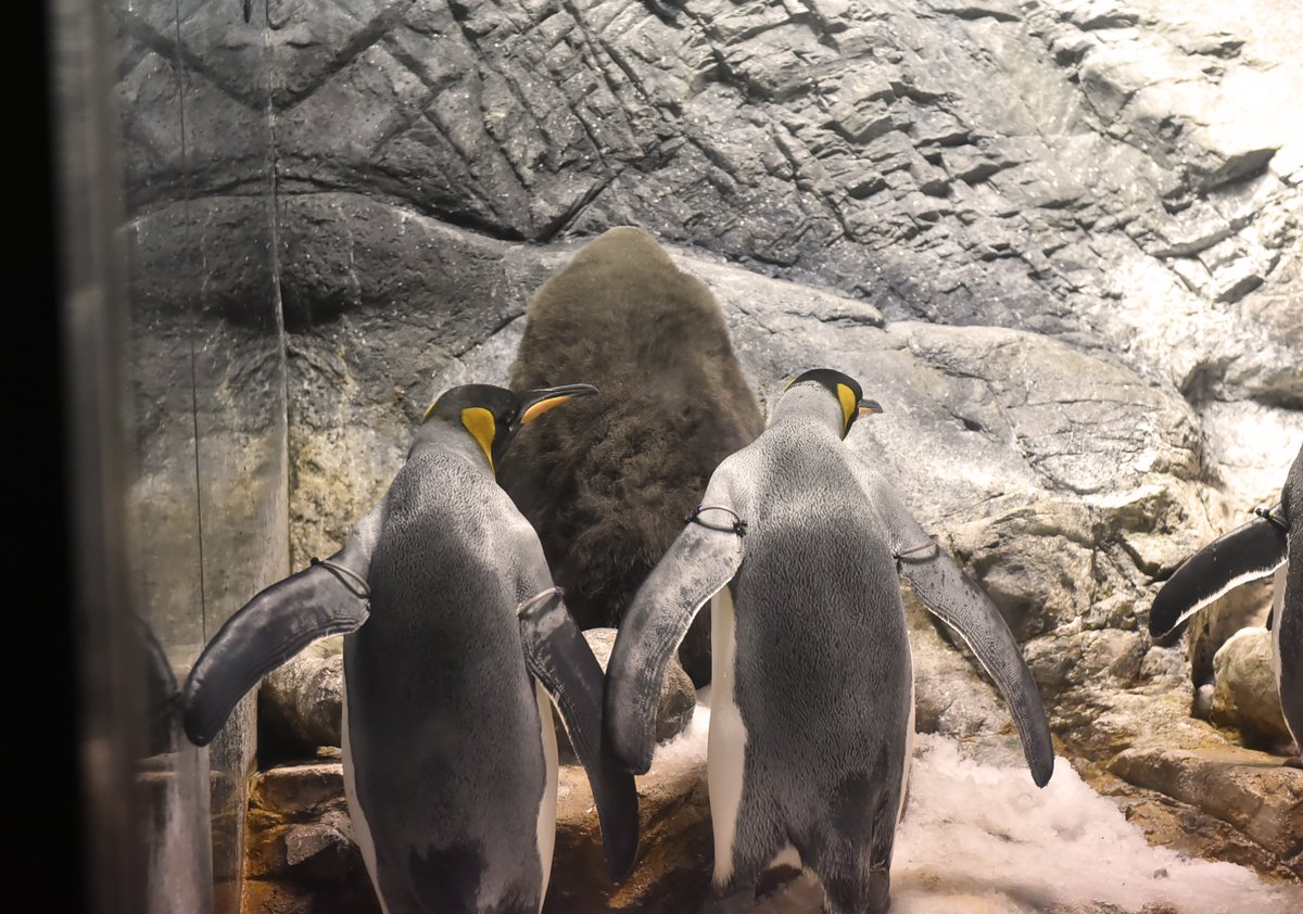大阪 海遊館 در توییتر 今朝デビューし 最初はひとりでこっそりしていた赤ちゃんのですが 写真 いじめ られているわけじゃないです 18 40現在 オトナのペンギンが代わる代わる赤ちゃんの隣に立ち 見守っています もう少し安定して誰かが見守ってくれることを 大阪 海遊館 در توییتر 今朝デビューし 最初はひとりでこっそりしていた赤ちゃんのですが 写真 いじめ られているわけじゃないです 18 40現在 オトナのペンギンが代わる代わる赤ちゃんの隣に立ち 見守っています もう少し安定して誰かが見守ってくれることを