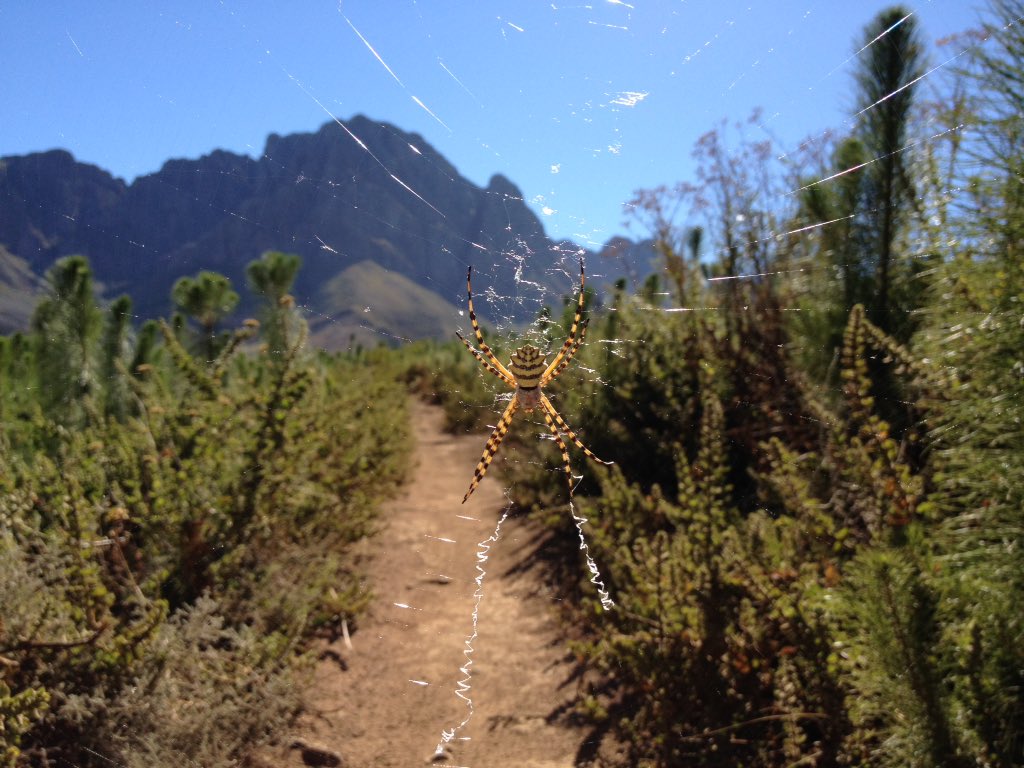 jenniestenerhag's tweet photo. This dude stopped us on this mornings ride, guess @craiggerbs and I were the first to pass for the day😉 #Jonkershoek #earlymorningride #mtb https://t.co/xFElgNue2v