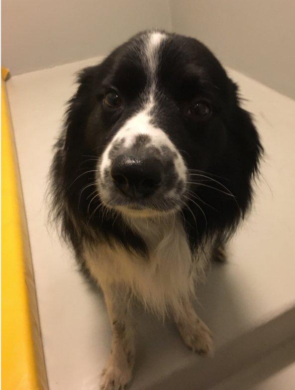 Ålesund/ Breivika. Hittet hund.  I arresten jeg nå er, men savner sårt mine kjære. Eier MÅ ta kontakt, for her vil jeg ikke være.