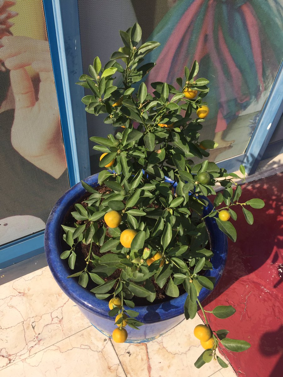 GEMS Our Own Indian School - Dubai tweet media