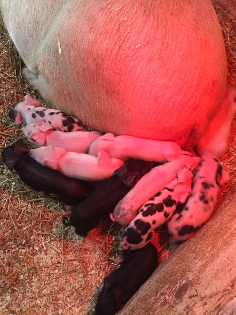 windcityfarm's tweet photo. 11 beautiful brand new baby piglets born last night at the farm! https://t.co/TsLRIxOV23