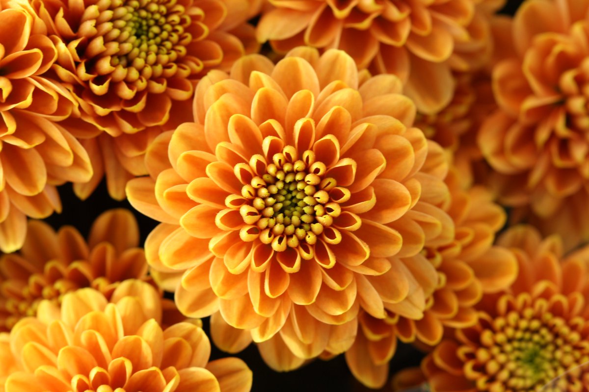 LS Santini tweet media