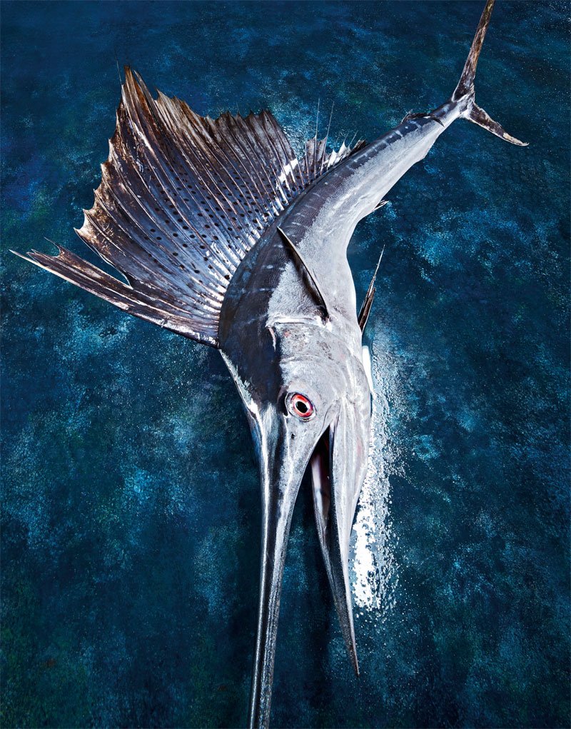 El pez vela, como especie rara, aparece y desaparece del mercado. No te pierdas todos sus secretos en Revista Beef!