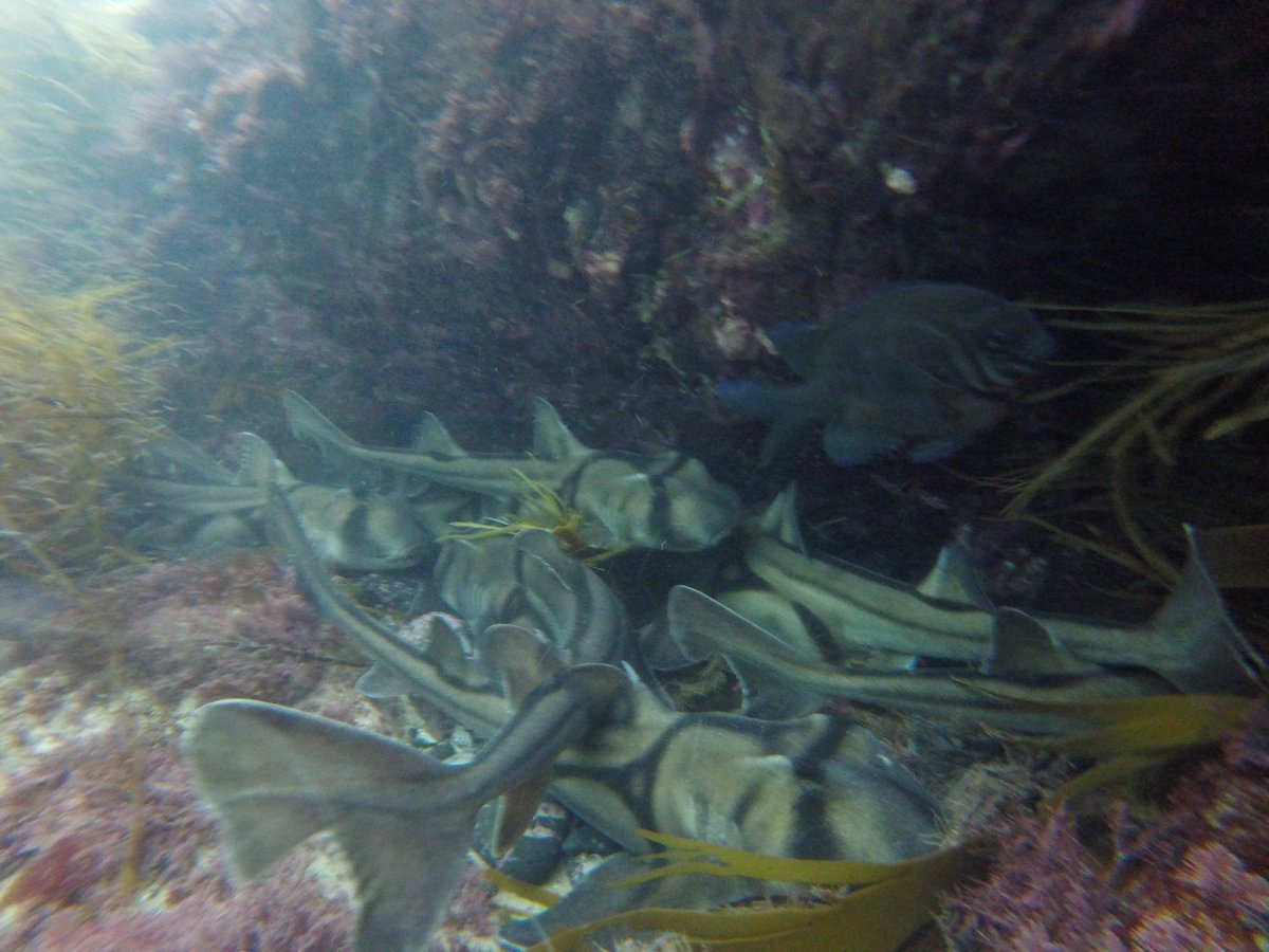 CavalloDelMare's tweet photo. CLOSE THE BEACH THERE ARE AT LEAST EIGHT SHARKS HERE
#sharkfactory #australia #lovesharks #wildoz #portjacksonshark #ocean #earthcapture https://t.co/CbxQy020r8