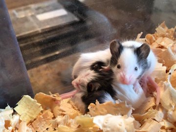 パンダのような白黒ぶち模様が可愛らしいネズミ パンダマウス の特徴や飼い方を解説 Petpedia