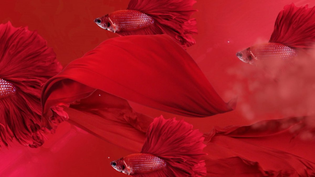 Celebrate the Year of the Rooster with <a href="/Yauatchalife/">Yauatcha Life</a>: bit.ly/2k0jaYU #celebratered