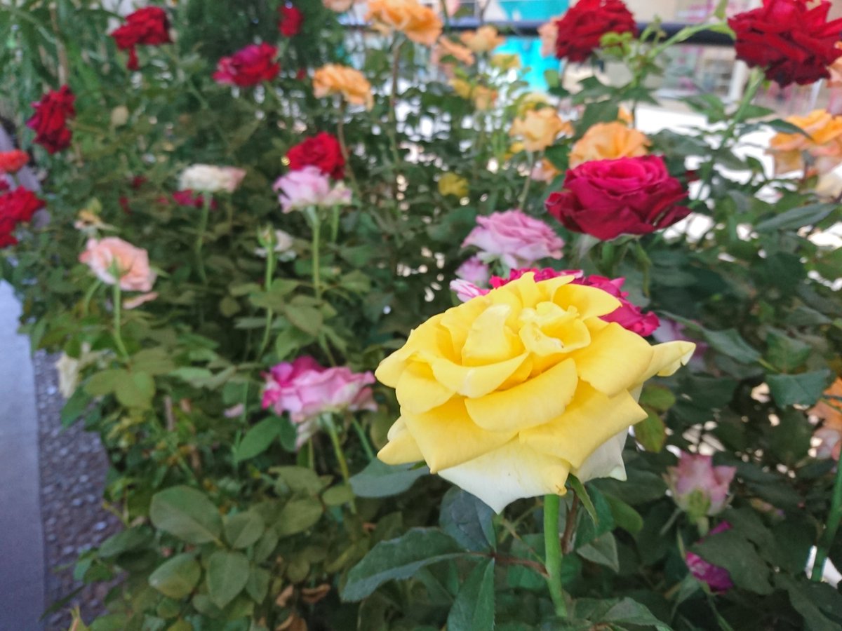 yclub's tweet photo. # flower 🌸🌸🌸 https://t.co/wB3jXdEMW9