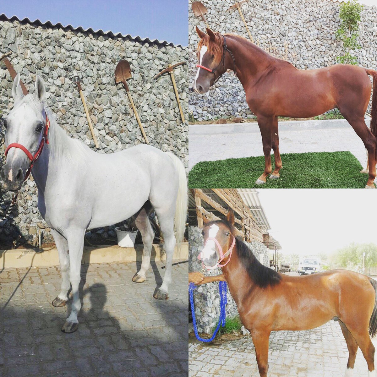 Promotevents's tweet photo. Looking to hire a horse for your kids birthday party? Event or photoshoot. talent@promotersparadise.net for #bookings #rent #horse #shoot https://t.co/lM3HzWKio4