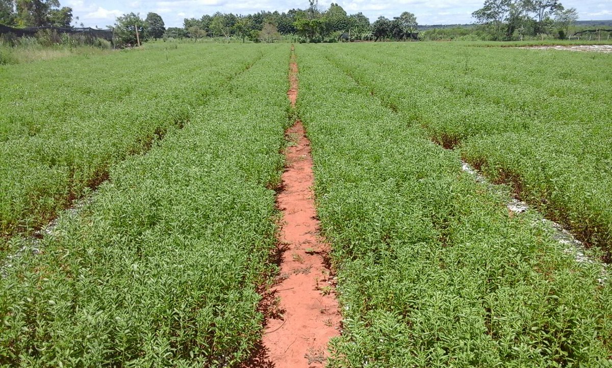 magparaguay's tweet photo. Se inició la #SegundaCosecha de #KaaHee en Camilo Cué, distrito #Yhú con asistencia de técnicos #MAG https://t.co/OIVWQXPGwv