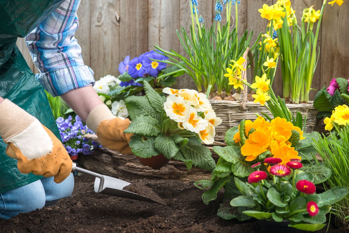 Tervex_'s tweet photo. Avui us portem el substrat Orgabon, és un adob orgànic molt fi especial per a horticultura i jardineria.Ideal per abonar les plantes 🌱 https://t.co/BNSlUk5Xnb