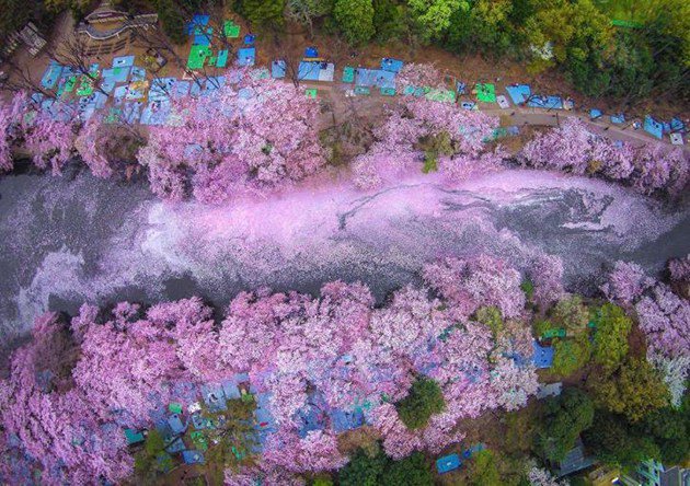 astropierre's tweet photo. Quand la chute des pétales de cerisiers au Japon colore les rivières de rose et de pourpre... 😍
https://t.co/LFqvfh8fOC https://t.co/ilfZ60JTVs