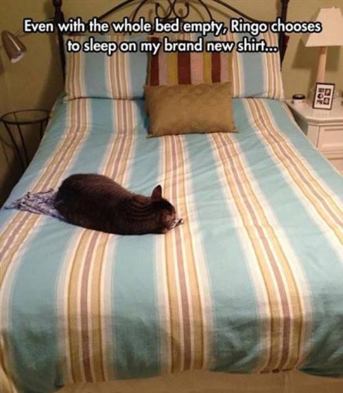 VictoriaVets_'s tweet photo. Cats really do live by their own set of rules don't they? @MoetBlindCat @Completely_Cats @BestForCats @CatsProtection  #cats #CatsOfTwitter https://t.co/2twPZnzFFc