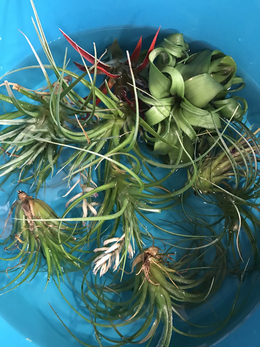 sixsmith_sexton's tweet image. Giving our air plants a little soak! Get yours at #wncfarmersmarket #sixsmithsexton #airplants