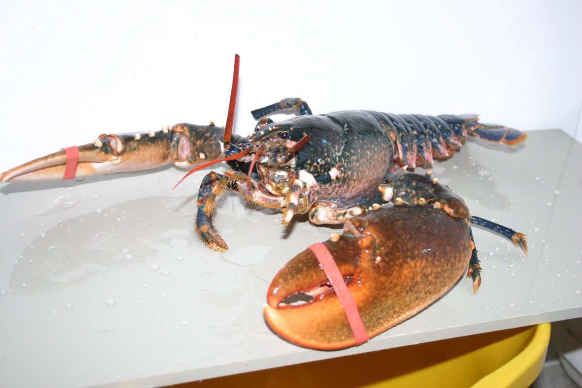 ToddFishTech's tweet photo. Read our #Blog on the challenges of storing #AmericanLobsters https://t.co/ShUAIxwIRz #BuyLocal #NativeLobsters https://t.co/T32PZcnNMT