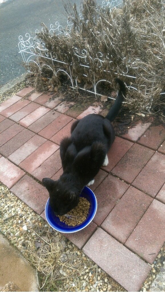 MamaTazzy13's tweet photo. Good morning...working, working, working to find work 🙀💕 #CannotGiveUp #cats Feed ferals 🐈🐾🌹 https://t.co/cLl7ND85qU https://t.co/bzQimKLYXH