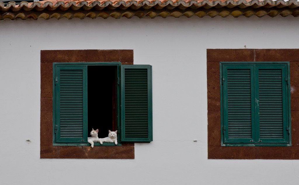 #sharingmadeira Funchal cats by raf hérédia #photography Nikon D90 — 1/200s ƒ/7.1 ISO 320 at 50 mm Madeira > Funchal