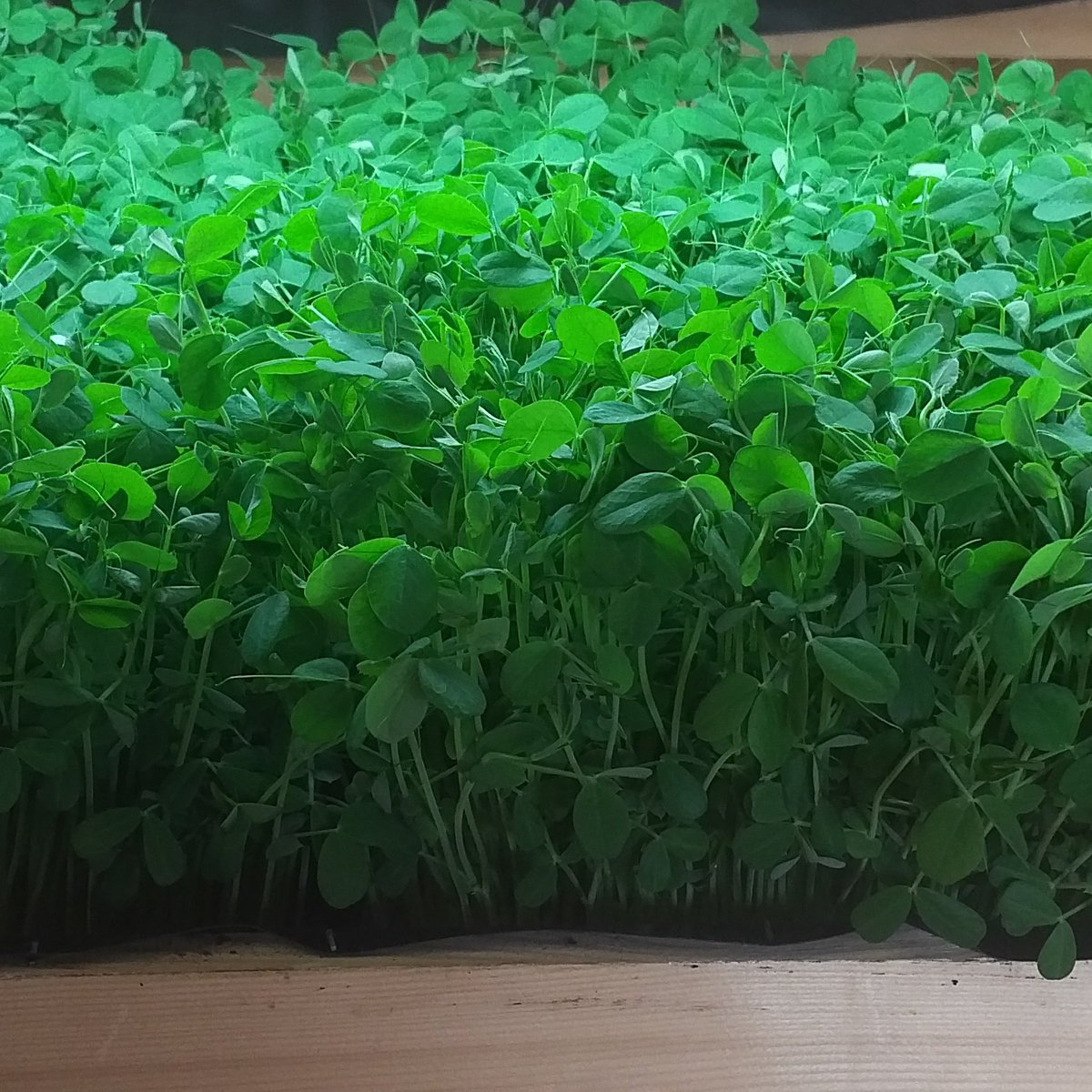 These peashoots are just asking to be eaten 

#microgreens #DC #eats #urbanfarm