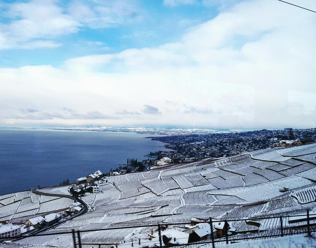 nerdyfootsteps's tweet photo. Frozen vineyards at Lake Geneva ( Lac leman) ❤
#winterwonderland #inlovewithswitzerland https://t.co/0ZKU54cKzj