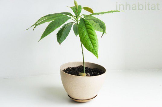 먹고 난 아보카도 씨를 아보카도 나무로 키우는 법...
inhabitat.com/how-to-grow-an…