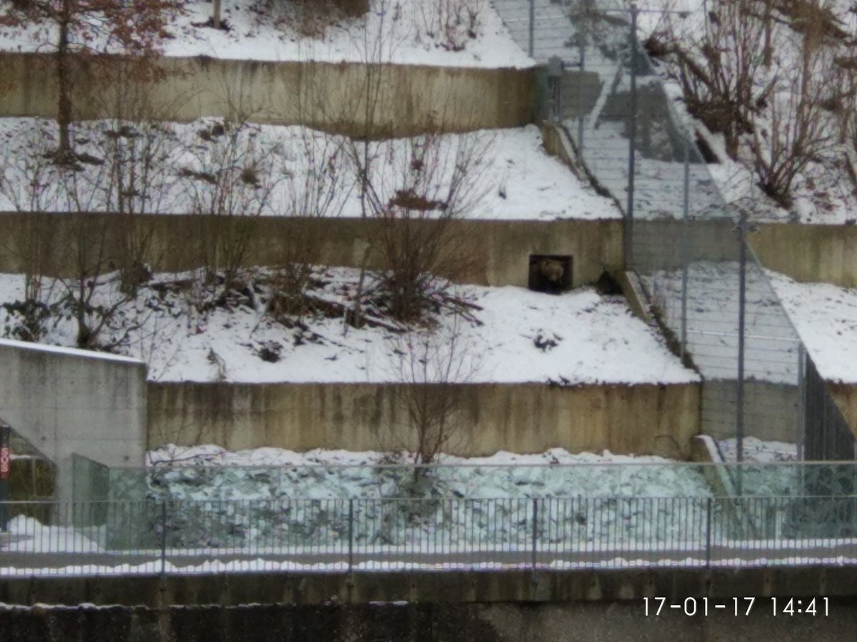 Winterschlafstörungen bei Finn. Ist es ihm auch zu kalt? #liveausdem #bärenpark