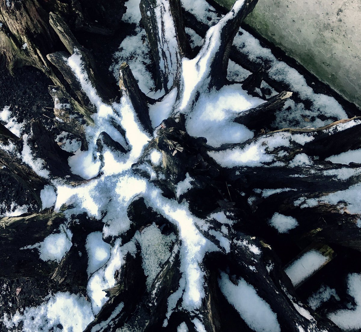 OakstumpsD's tweet photo. Snowy #driftwood #stumperies #garden https://t.co/bsgRIabisp