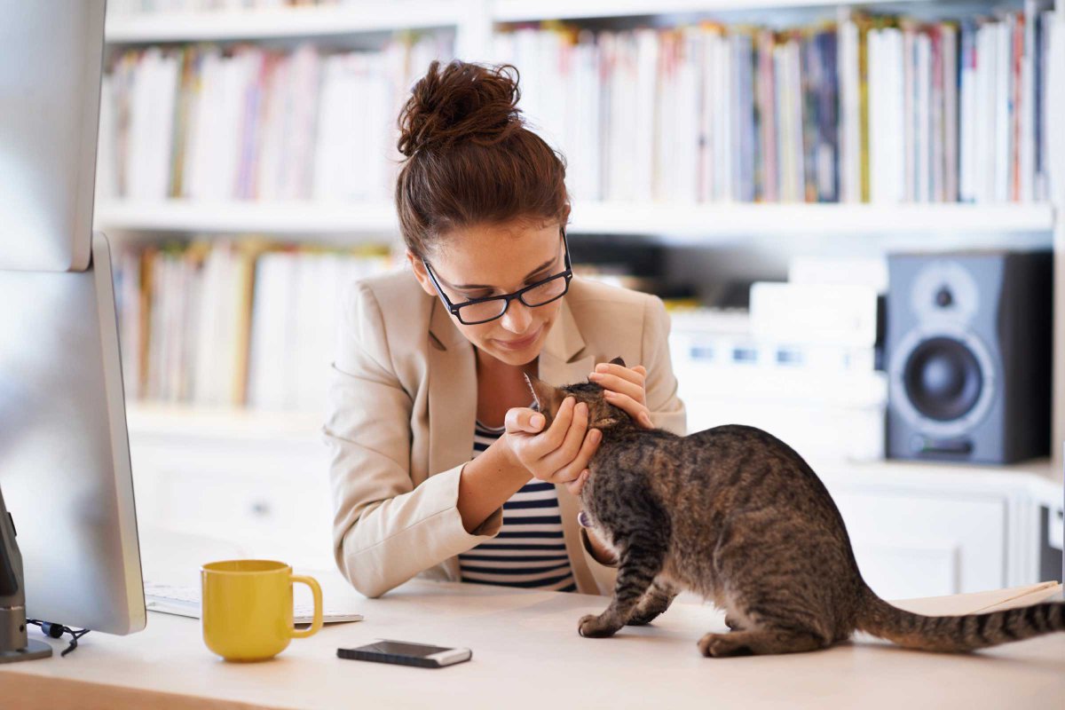 purringtonpost's tweet photo. Decode Your Cat’s Behavior: 17 Things Your Cat Would Love to Tell You => https://t.co/NbR68WRasm https://t.co/rF9Pfwq02a