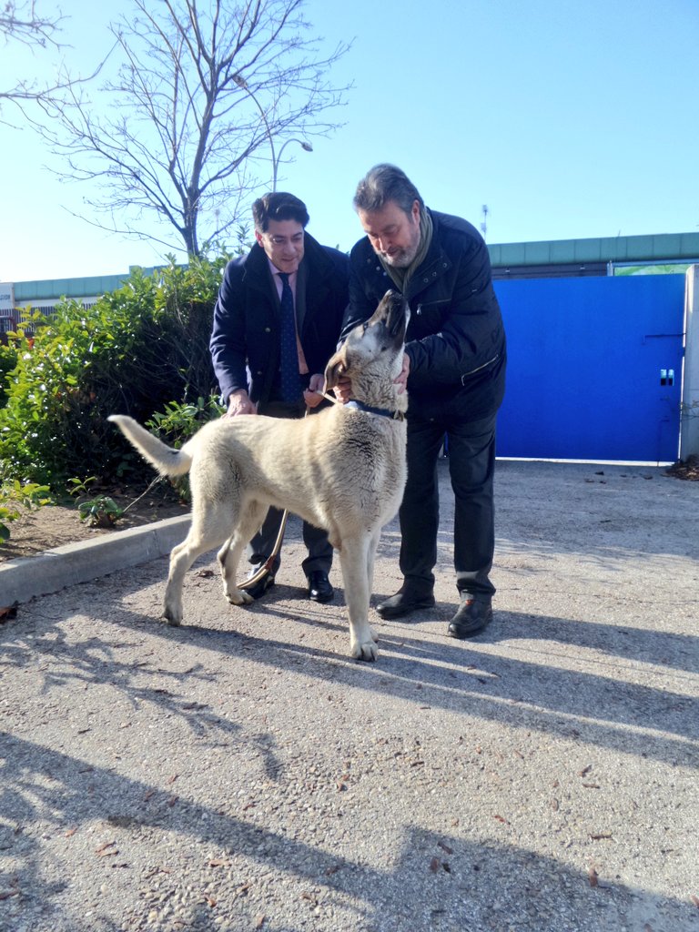 davidperez's tweet photo. Dustin y Juanita necesitan una familia y te esperan en @CipaAlcorcon para ser adoptados.  #SanAntón https://t.co/nmKTHj6A54