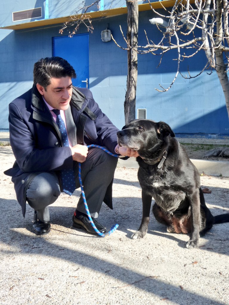 davidperez's tweet photo. Dustin y Juanita necesitan una familia y te esperan en @CipaAlcorcon para ser adoptados.  #SanAntón https://t.co/nmKTHj6A54