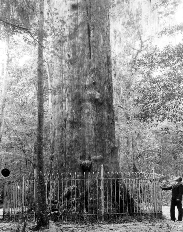 FLMemory's tweet image. “The Senator” tree in Longwood, #Florida: bit.ly/2jFns3G