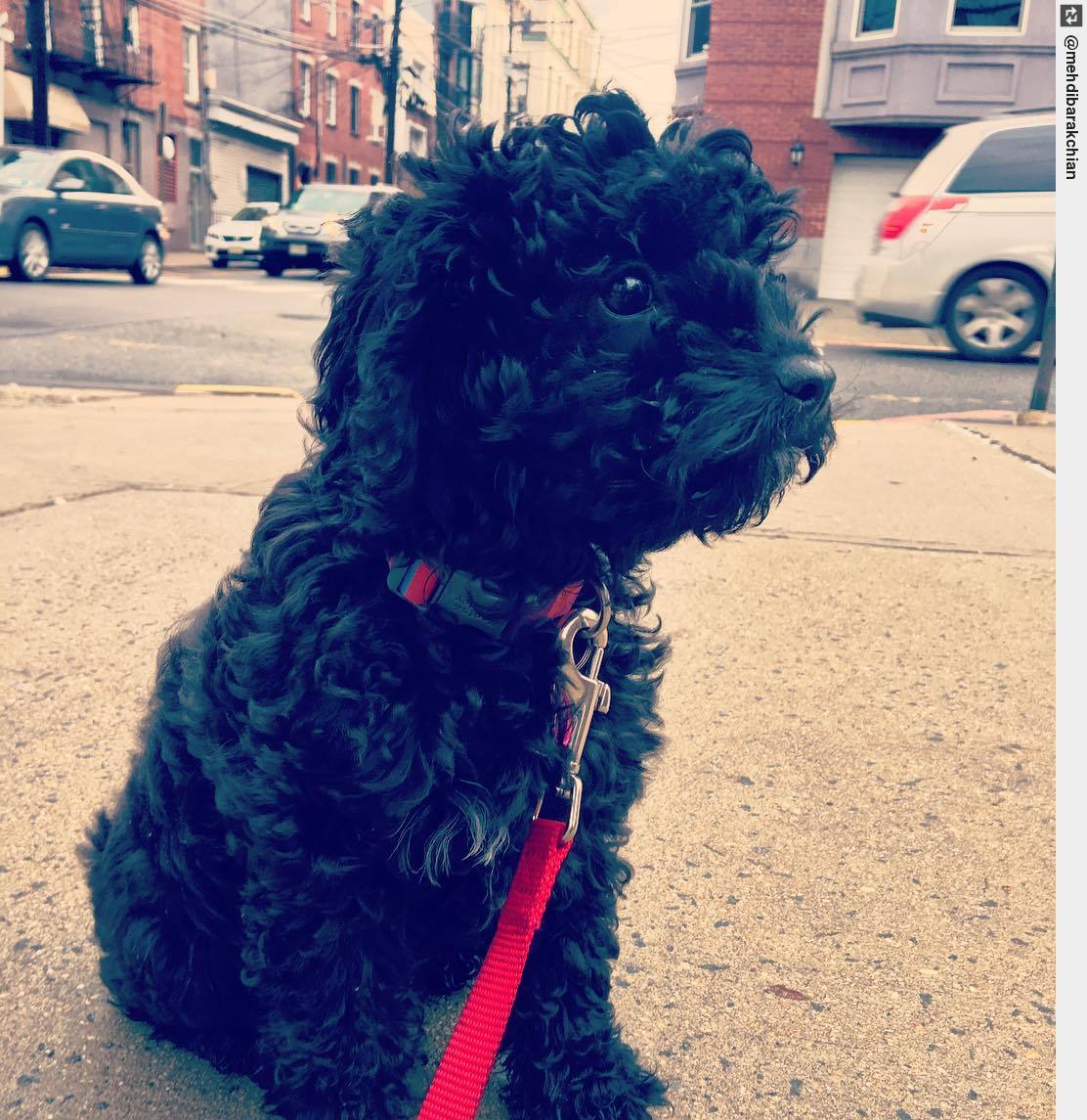 IngloriousDogs's tweet photo. Linda, mayor of Hoboken, debating what to do next for her constituents and the great people of this city. #lindapoo #cavapoo #cavadoodle https://t.co/JrkCReEBtf