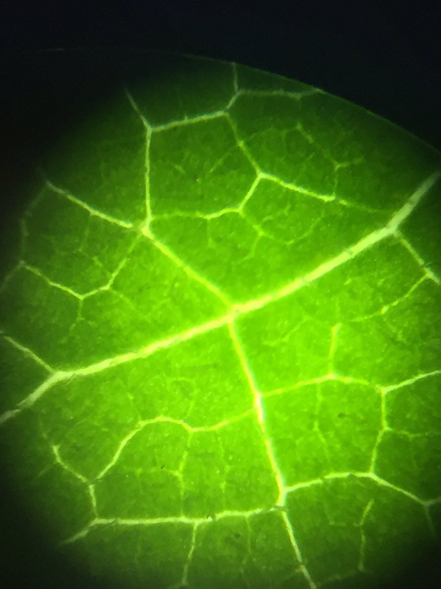 harri_leee's tweet photo. Translucent net venation and hydathodes of Centaurea nigra under the microscope @drmgoeswild #MScSISS 🔬 https://t.co/RVwV2ukim8