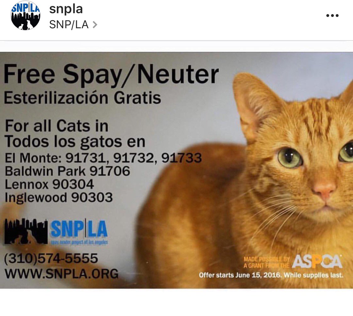 SpayNeuterProjectLA on Twitter "Pls RT FREE spay neuter for cats