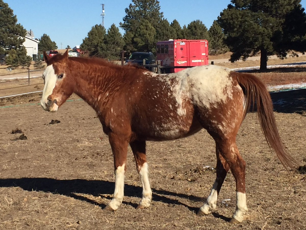 RyFi13's tweet photo. We donated these fattened up babies to the #ColoradoHorseRescueNetwork! Thank you to everyone for all of your help! #horselife #miniranch https://t.co/mH7njgUFcB
