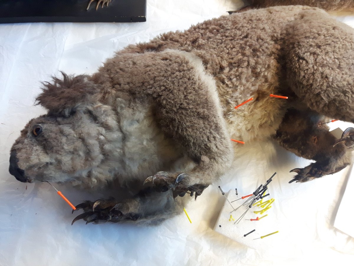 To be honest I think it's optimistic to think that acupuncture can revive this #koala.