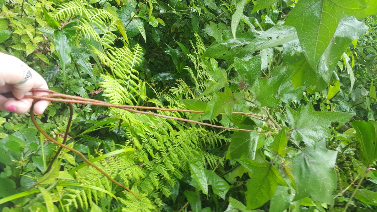 SciBugs's tweet photo. When you lasso your host plant that's off a cliff with an antherium root ##junglescience #jungledays https://t.co/7pPXFUcVoD