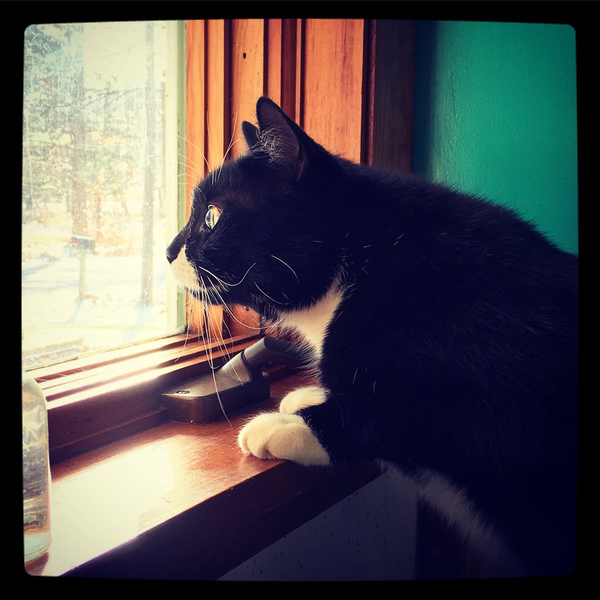 catladyceramics's tweet photo. "Adventure!!!" Monkey #hittheroad #adventureisoutthere #roadcat #cat #tuxedocat #crazycatlady @catsofinstagram @ngadventure @AdventureDub https://t.co/md7lPM4tdD