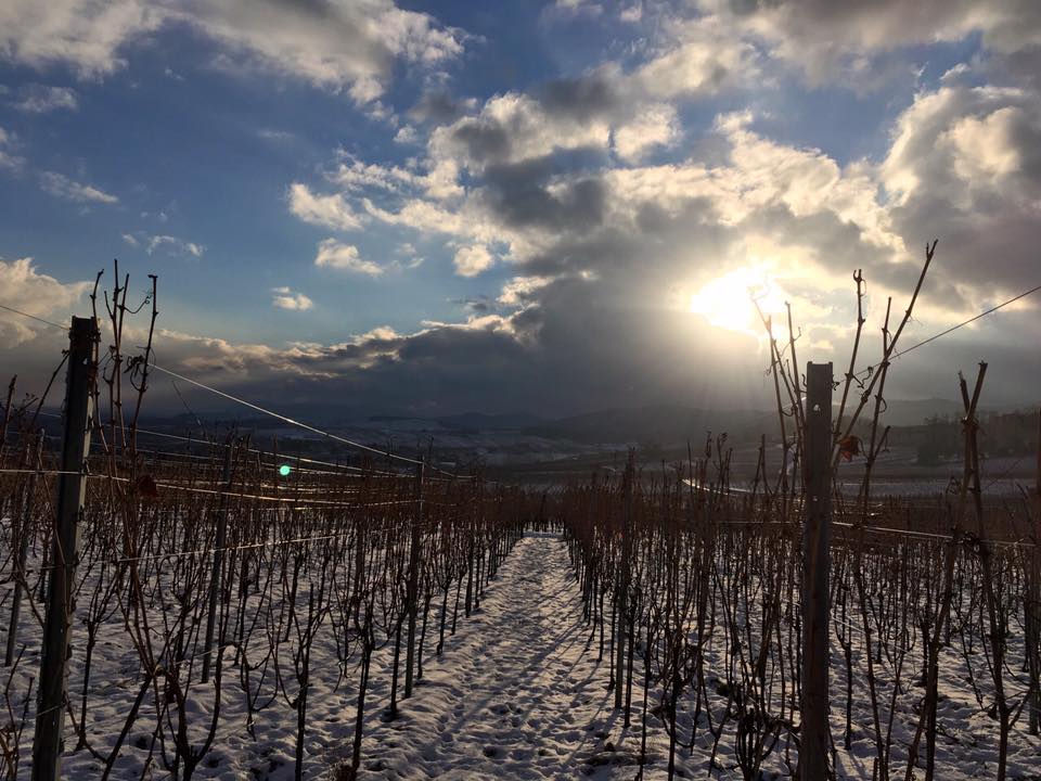 DOMAINE BOTT FRERES tweet media