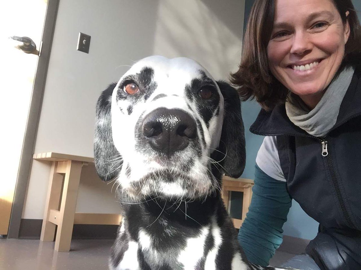 misplacedwings's tweet photo. #Hemi the #Dalmatian gets a #caninemassage from #Rubi of #HealAnimalMassage to keep stress & anxiety level down. #Alternativemodalities https://t.co/XZaXlpeLpQ